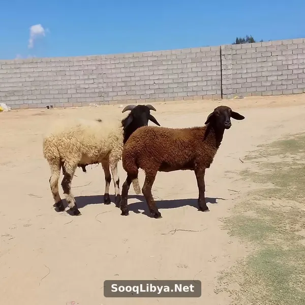 خروف وفطيمة للبيع