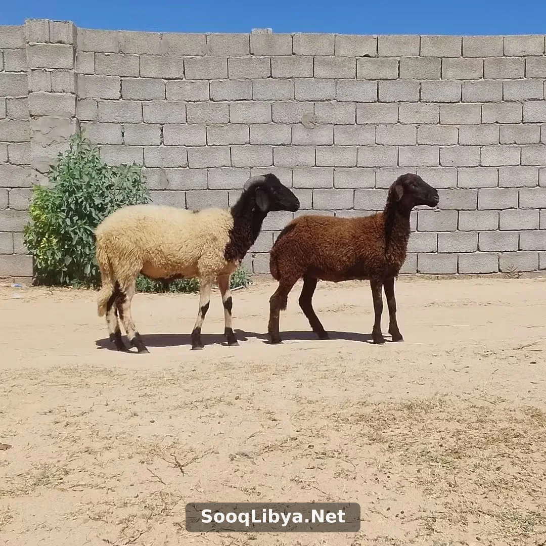خروف وفطيمة للبيع - الصورة 2 من 2