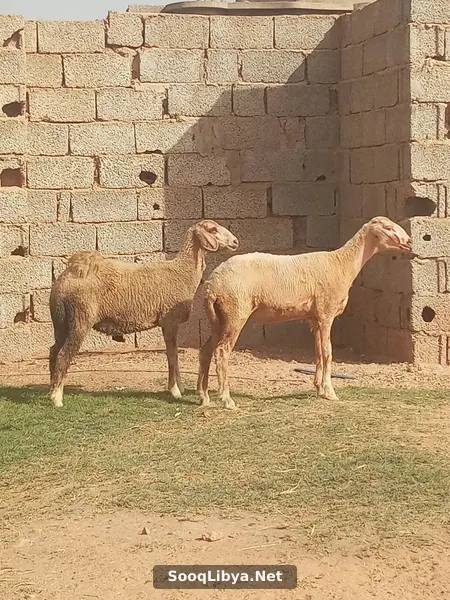 روز فطام الله يبارك