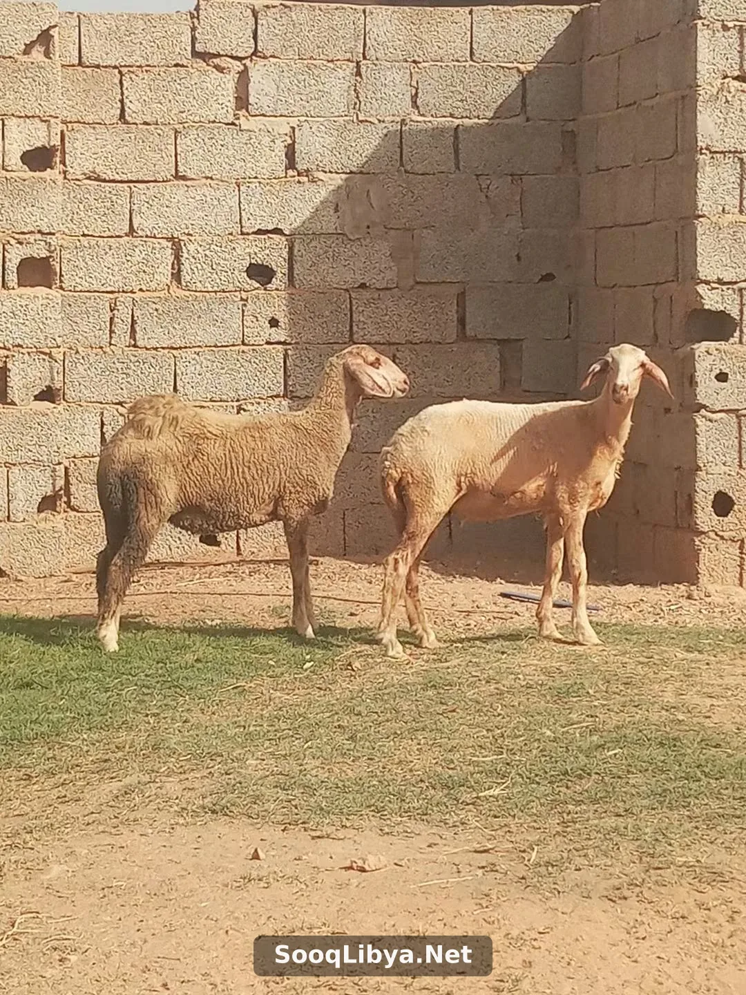 روز فطام الله يبارك - الصورة 2 من 2