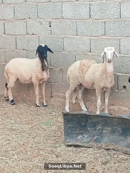 زوز فطام الله يبارك