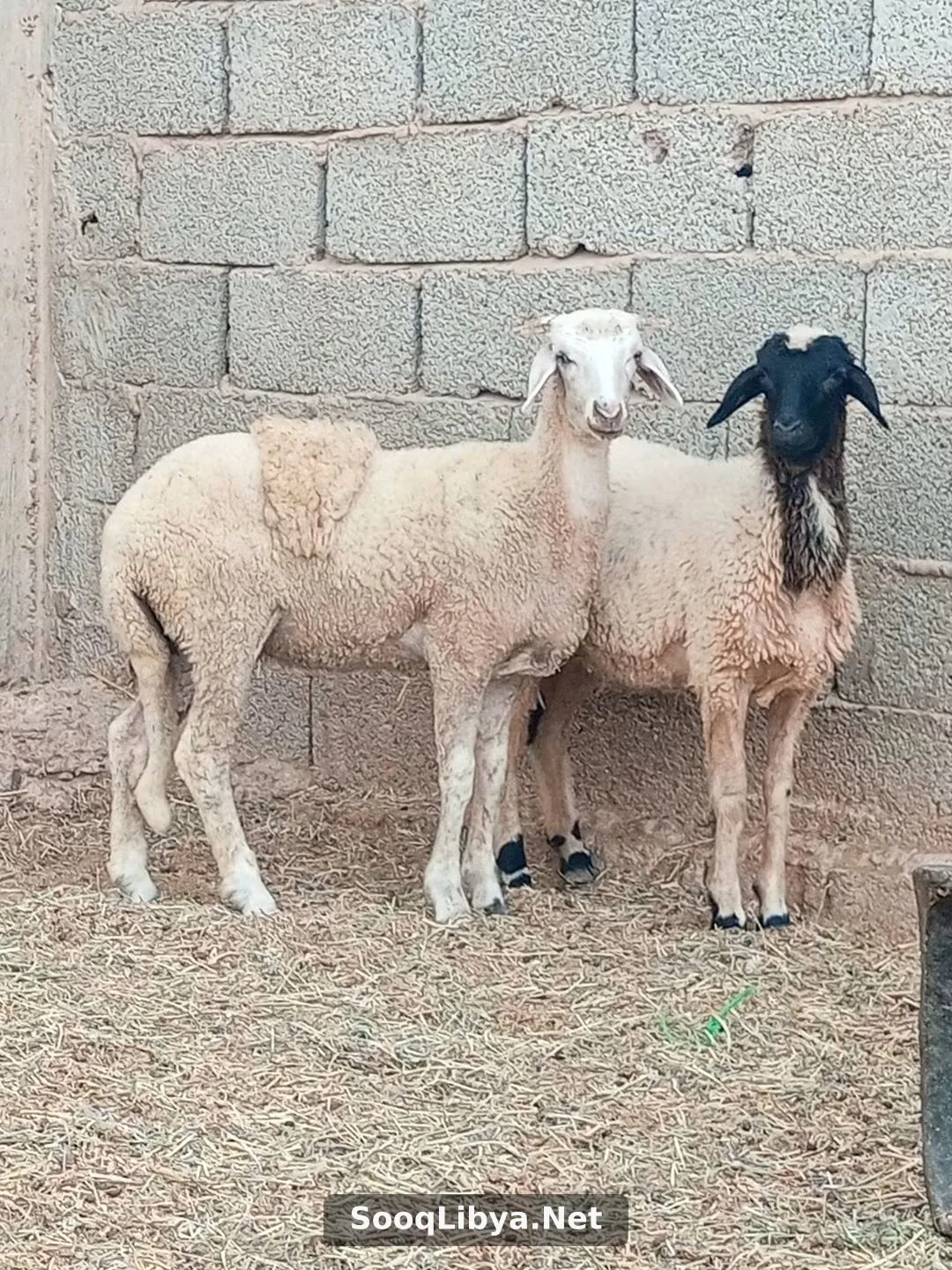 زوز فطام الله يبارك - الصورة 2 من 2