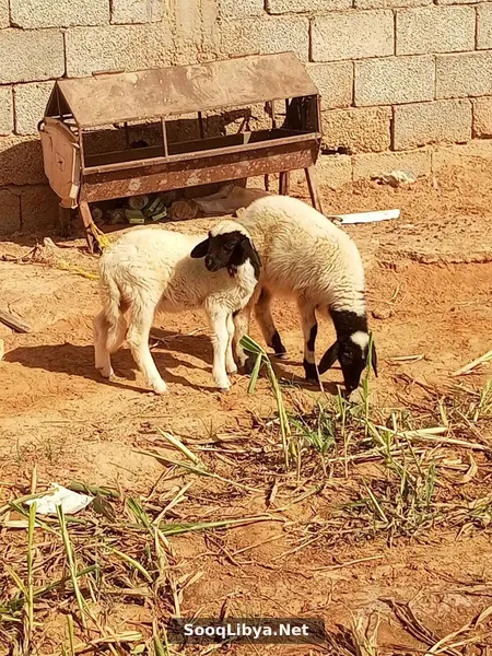 زوز فطام ماشاء الله