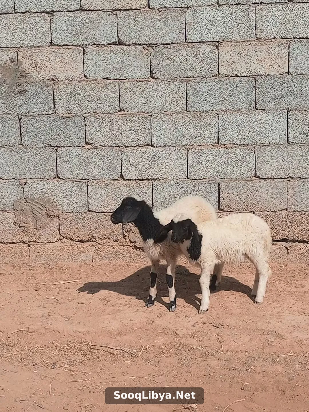 زوز فطام ماشاء الله - الصورة 3 من 3