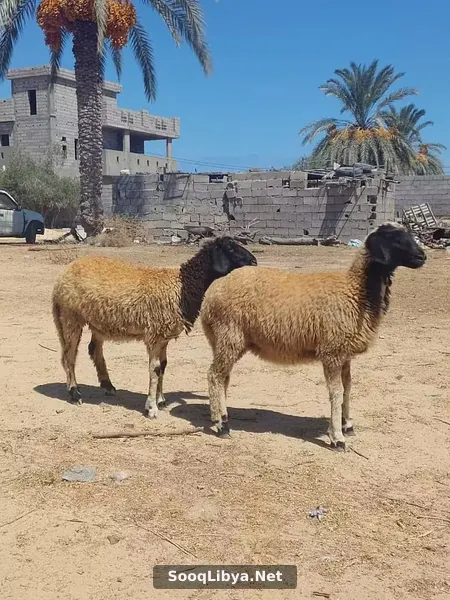 زوز فطايم تبارك الرحمن سمنة