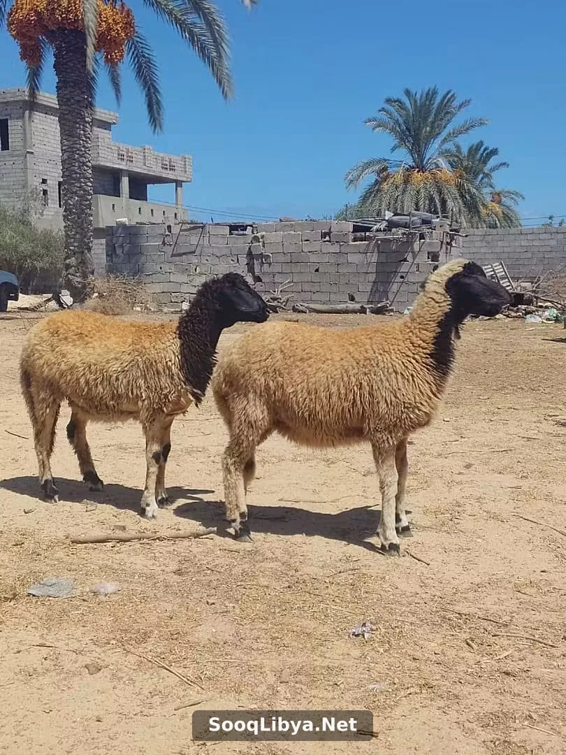 زوز فطايم تبارك الرحمن سمنة - الصورة 3 من 3