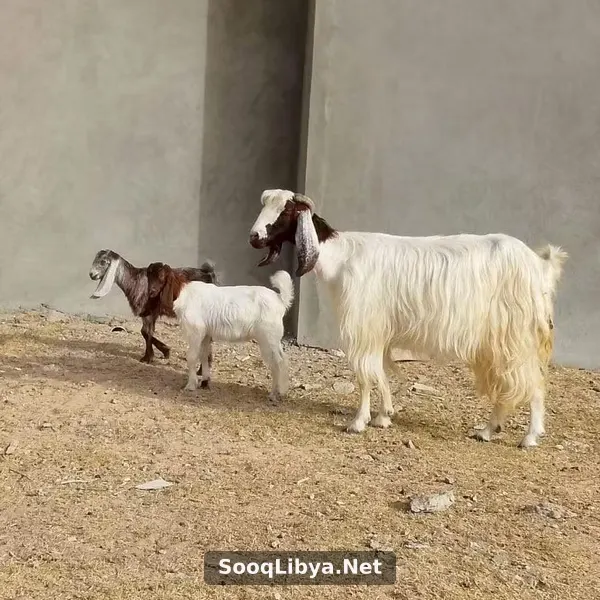 عنز تومية تحتها زوز ذكورللبيع