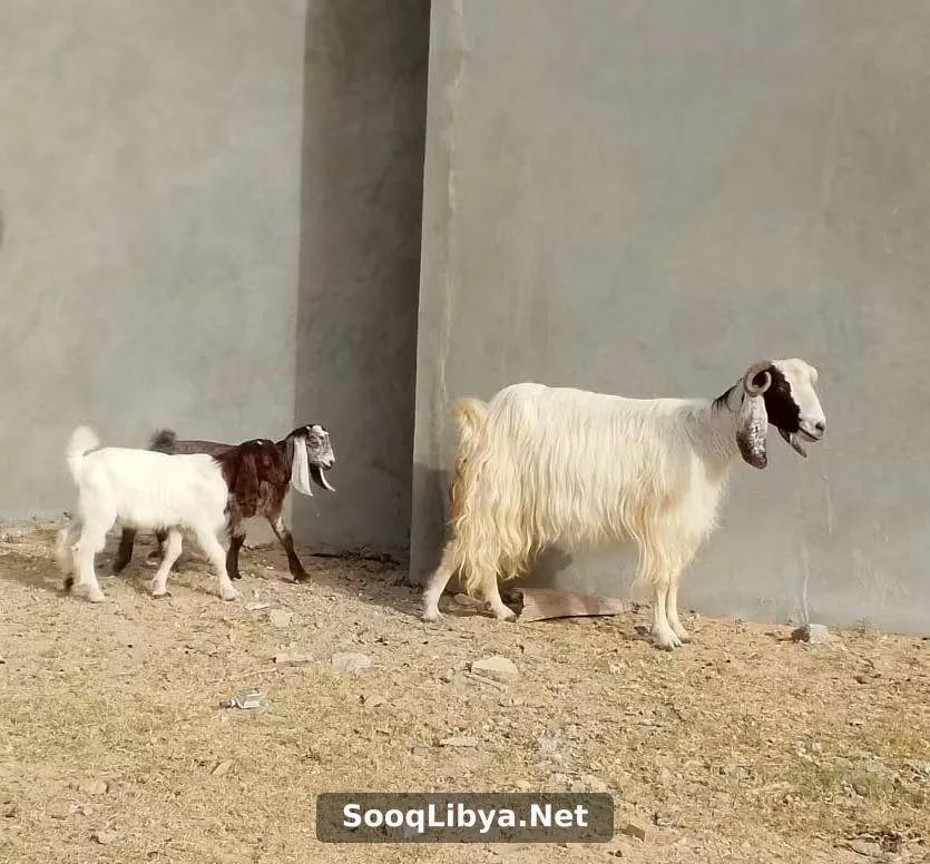عنز تومية تحتها زوز ذكورللبيع - الصورة 2 من 2